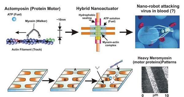Biophysics Biomotors